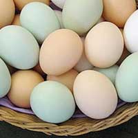5 фактов о пользе куриных яиц